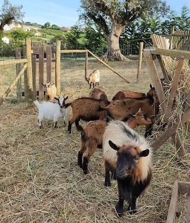Casa Da Joana, Quinta Carmo - Alcobaca/nazare
